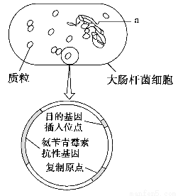 "习题详情  下图为大肠杆菌及质粒载体的结构模式图,据图回答下列问题