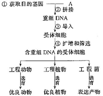 基因工程的基本操作程序主要包括四个步骤,其