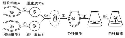 "习题详情  下图为不同种植物体细胞杂交过程示意图.