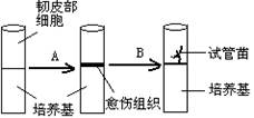 如下图所示为胡萝卜的韧皮部细胞通过无菌操作,接入试管后,在一定的