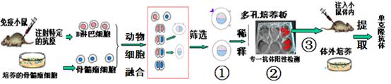 科学家将鱼抗冻蛋白基因转入番茄,使番茄细胞的耐寒大