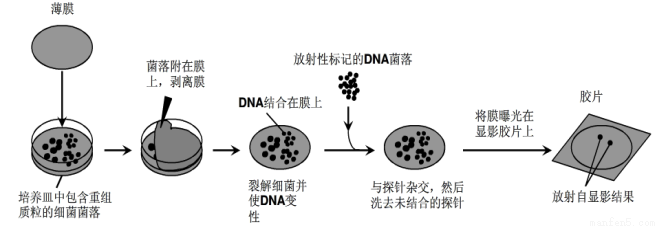 (6分)下图为单克隆抗体制备流程示意图.