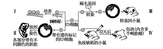 Ⅳ得到的小鼠畸胎瘤中全是软骨,神经管,横纹肌和骨骼等人类组织和器官