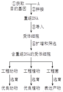 基因工程基本操作流程如下图,请据图分析回答.