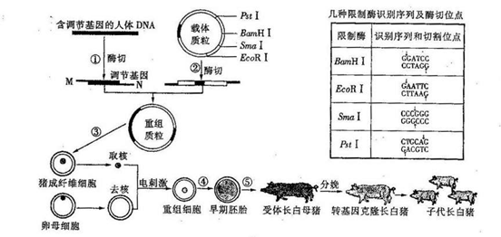 "习题详情 下图表示科学家培育转基因克隆长白猪的过程,期中调节基因