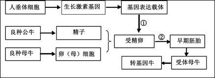 "习题详情  利用转基因奶牛乳腺生物反应器可生产人的生长激素,根据