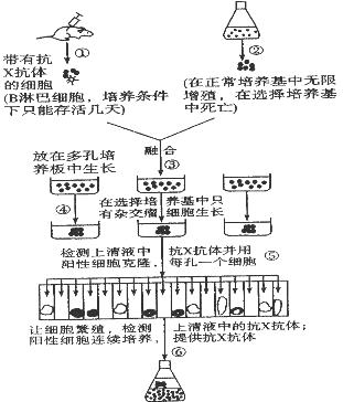 细胞工程知识点 "下图是制备分泌抗x抗体的过程,根据图解回.