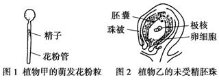 (2)图1和图2分别是植物甲,乙的萌发花粉粒和未受精胚珠的示意图.