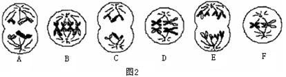 图2处于细胞分裂不同时期的细胞图像(只表示出部分染色体的模式图)