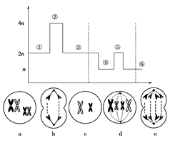 下图表示有丝分裂和减数分裂过程中,每个细胞中染色体