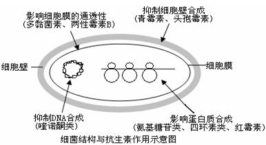 微生物的代谢过程,而影响其结构和生理功能,从