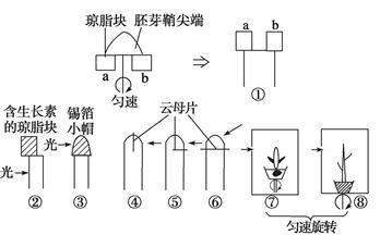 用燕麦胚芽鞘及幼苗⑦,⑧进行如图所示实验,一段时间后,会引起弯曲