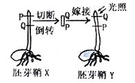 "习题详情  下图中胚芽鞘y发生的情况将是     a