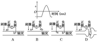 用图1装置测量神经元的膜电位,测得的膜电位变化如图2