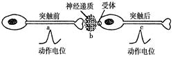 如图表示一个神经元在一次兴奋后,将兴奋传递给另一个神经元的过程.