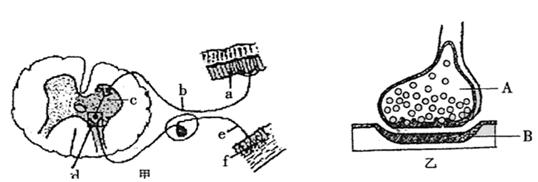 "下图是一个反射弧和突触的结构示意图,请根."习题详情