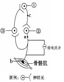 图中b处表示神经肌肉接头,其结构和功能与突触类似.