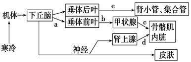 通过直接促进甲状腺的活动来调节体温 ⑥下丘脑具有渗透压感受器功能