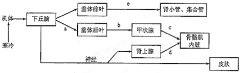 下图为人体内体温与水平衡调节的示意图,下列叙述正确