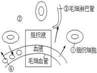 右图是血液,组织液,淋巴三者关系示意图,指出图中哪个箭头表示是错误