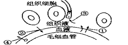 血浆,组织液,淋巴三者关系示意图如图所示,指出图中那个箭头表示是