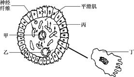 (3) 葡萄糖被吸收和转运时,小肠绒毛上皮细胞丁内   