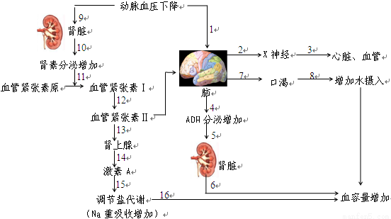 血压调节可."习题详情