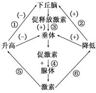 右图是反馈调节的过程示意图,下列理解错误的是