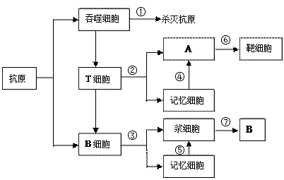 下图表示细胞免疫过程中x细胞对靶细胞的杀伤过程,其中能够产生x细胞