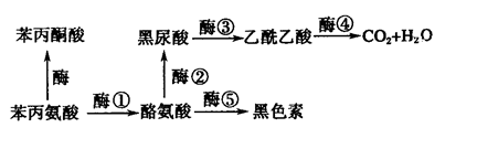 "习题详情  人体内苯丙氨酸的代谢途径如下图所示.