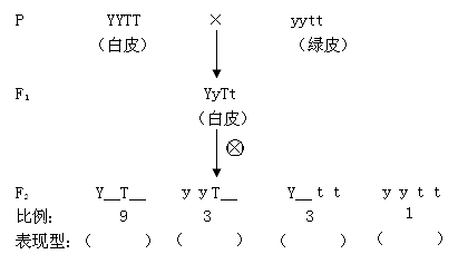 般人对苯硫脲感觉苦味是由基因b控制的,对其无味