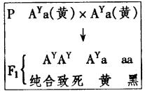 在小鼠中,有一复等位基因系列,其中有下面三个基因