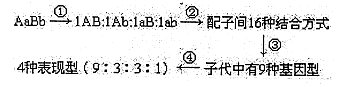 基因自由组合定律的实质是