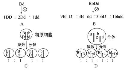 最能正确表示基因自由组合定律实质的是