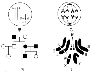 人的x染色体和y染色体大小,形态不完全相同,但存在着同源区(Ⅱ)和非