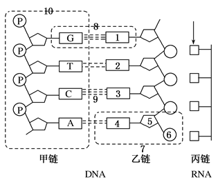 如图表示某动物细胞dna片段遗传信息的传递过程,①～⑤表示物质或结构