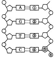 (8分)根据dna分子结构模式图回答下列问题