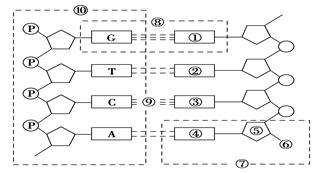 根据下面的dna分子结构模式图回答问题