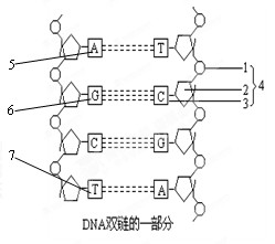 如图为某dna分子片段,假设dna分子中有碱基5000对,a t