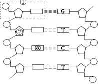 (每空1分共10分)右图为dna分子局部组成的平面结构图,碱基间的虚线