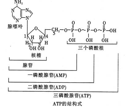 dna的结构与复制知识点 "核苷酸能被酶促磷酸化,下列哪一种反应是不.