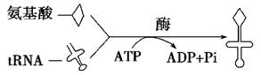 如图表示trna与氨基酸的结合过程,该过程