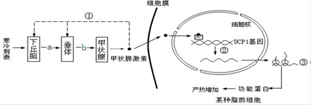(6 分)寒冷条件下,甲状腺激素作用于某种脂肪细胞,与细胞核中特定的