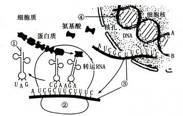 人类基因组计划研究的主要内容是测定一个基因