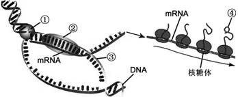 "下图表示原核细胞中遗传信息传递的部分过程."习题详情