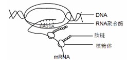 dna-rna杂交区域中a应与t配对 c. mrna翻译只能得到一条肽链 d.