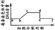 i图表示细胞分裂的不同时期染色体数与核dna数比例的变化关系;ii图