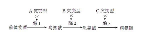 大蒜根尖有丝分裂中期的细胞中,其染色体数,染色单体数,dna数和脱氧