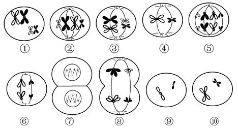 右图是细胞有丝分裂某个时期的示意图,请回答
