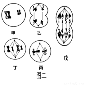 用放射性同位素分别标记u和t的培养基培养蚕豆根尖分生区细胞,观察其